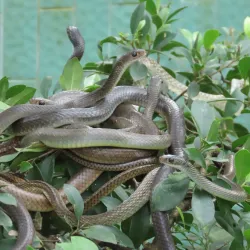 Dong Tam Snake Farm - Vinh Long