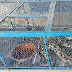 Dong Tam Snake Farm - Vinh Long