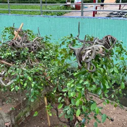 Dong Tam Snake Farm - Vinh Long