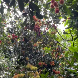 Vinh Long Fruit Orchards - Vinh Long