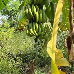 Vinh Long Fruit Orchards - Vinh Long