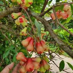 Vinh Long Fruit Orchards - Vinh Long