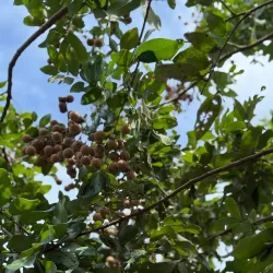 Vinh Long Fruit Orchards - Vinh Long