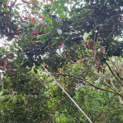 Vinh Long Fruit Orchards - Vinh Long