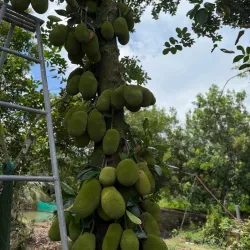 Vinh Long Fruit Orchards - Vinh Long
