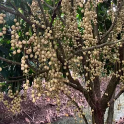 Vinh Long Fruit Orchards - Vinh Long