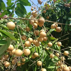 Vinh Long Fruit Orchards - Vinh Long