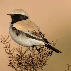 Bird Watching Spots Along the Coast - Cape Bojador