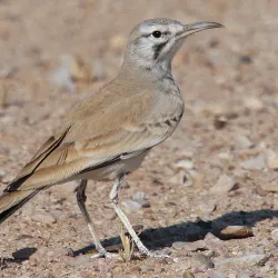 Bird Watching Spots Along the Coast - Cape Bojador