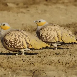 Bird Watching Spots Along the Coast - Cape Bojador