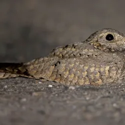 Bird Watching Spots Along the Coast - Cape Bojador