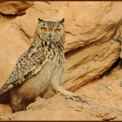 Bird Watching Spots Along the Coast - Cape Bojador