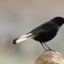 Bird Watching Spots Along the Coast - Cape Bojador