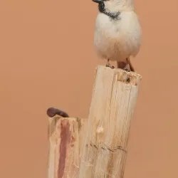 Bird Watching Spots Along the Coast - Cape Bojador