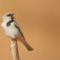 Bird Watching Spots Along the Coast - Cape Bojador