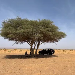 Bird Watching Spots Along the Coast - Cape Bojador