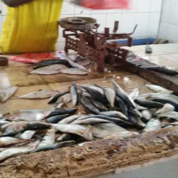 Al-Mukalla Fish Market - Al Mukalla