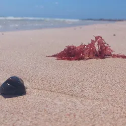 Nearby Coastal Areas - Bayt Al Faqih