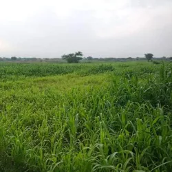 Surrounding Agricultural Areas - Bayt Al Faqih