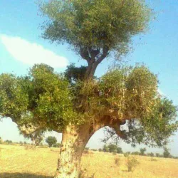 Surrounding Agricultural Areas - Bayt Al Faqih