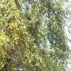 Surrounding Agricultural Areas - Bayt Al Faqih