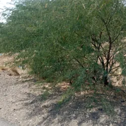 Surrounding Agricultural Areas - Bayt Al Faqih