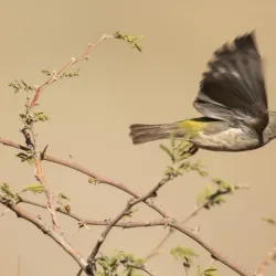 Al-Sarawat Mountains - Ibb