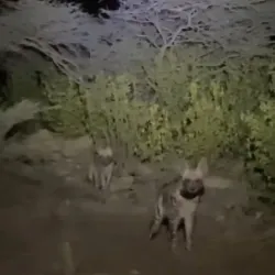 Al-Sarawat Mountains - Ibb