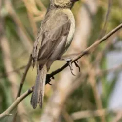 Al-Sarawat Mountains - Ibb