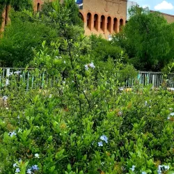 Sanaa University - Sanaa