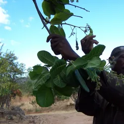 Chongwe Cultural Centre - Chongwe