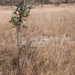 Chongwe River - Zimba