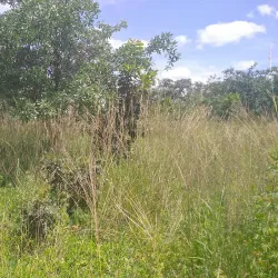 Chongwe River - Zimba