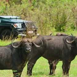 Zambezi National Park - Zimba