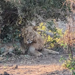 Zambezi National Park - Zimba
