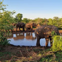 Zambezi National Park - Zimba