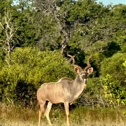 Zambezi National Park - Zimba