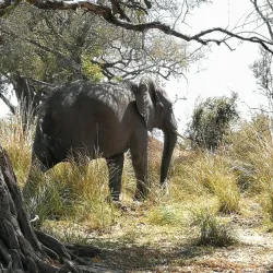 Zambezi River - Zimba