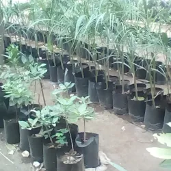 Beitbridge Community Cultural Events - Beitbridge