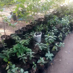 Beitbridge Community Cultural Events - Beitbridge