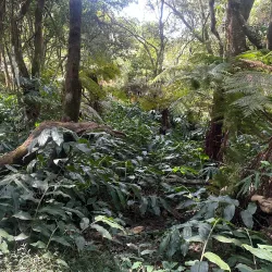 Bvumba Botanical Gardens - Chipinge