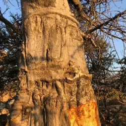 Nyanyadzi Falls - Chipinge