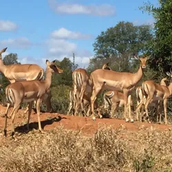 Chipinda Pools - Chiredzi