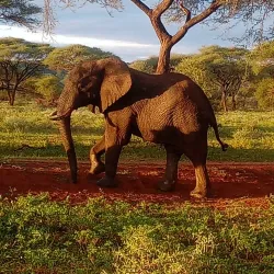 Malilangwe Wildlife Reserve - Chiredzi