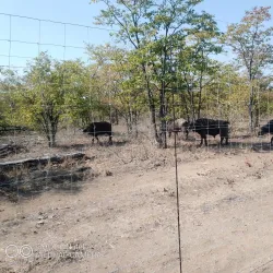 Malilangwe Wildlife Reserve - Chiredzi