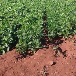 Save River - Chiredzi