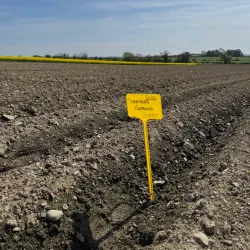 Agricultural Tours - Chirumanzu