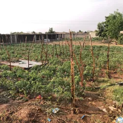 Local Markets - Chirumanzu
