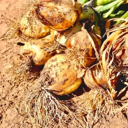 Local Markets - Chirumanzu