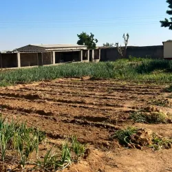 Local Markets - Chirumanzu